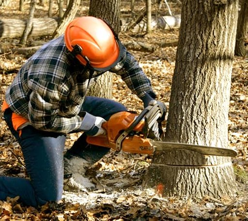 Tree Removal in Erbacon, WV